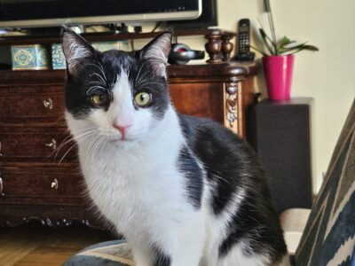 Zaginął kotek Kundek