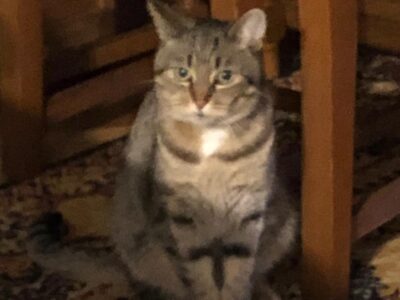 Zaginął kotek w Gdańsku Brzeźnie