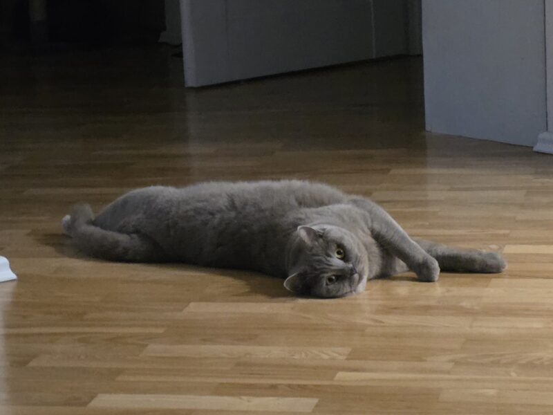 Zaginał kot Czesław