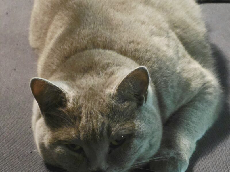 Zaginał kot Czesław