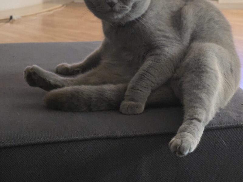 Zaginał kot Czesław