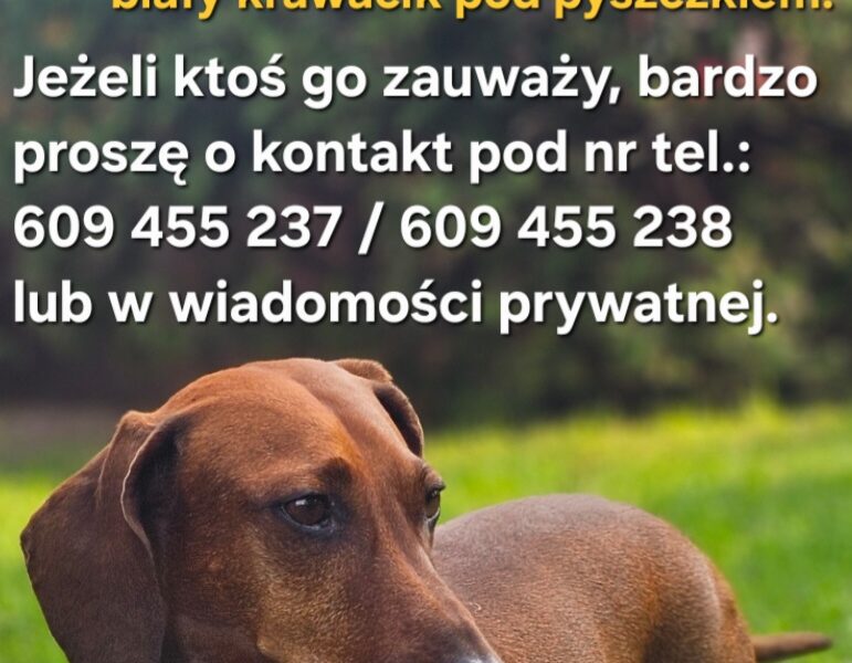 PRZASNYSZ - ZAGINĄŁ JAMNIK