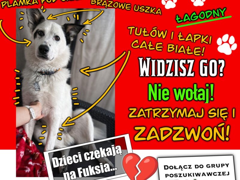Zaginął piesek Fuks - jesteśmy zrozpaczeni