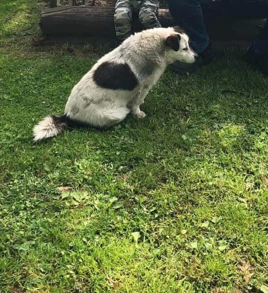 ❗Zaginął piesek Toffik ❗
