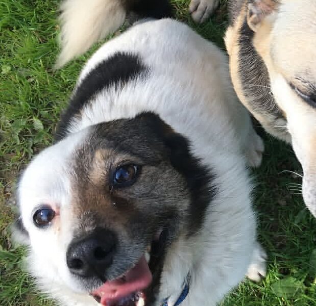 ❗Zaginął piesek Toffik ❗