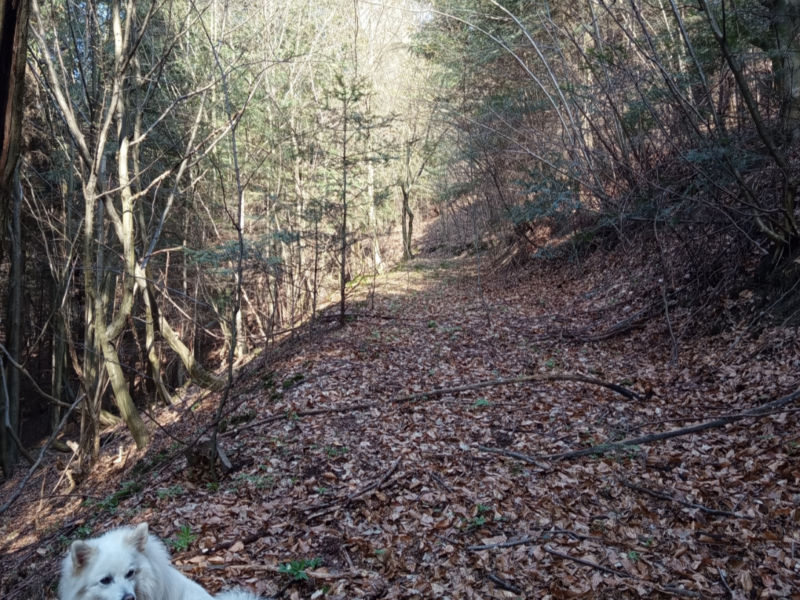 Szukamy naszego pieska!