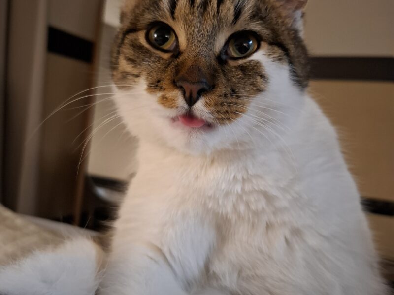 Zaginął kot Pacek (Warszawa Wawer)