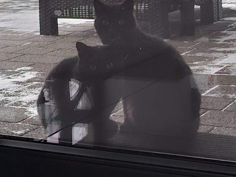 Uciekła kotka Głowno