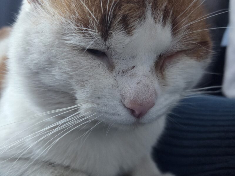 Zaginął Kocur Filemon