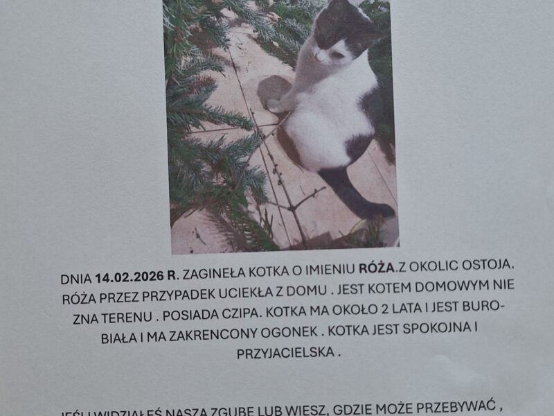 Zaginęła nasza kochana kotka Róża