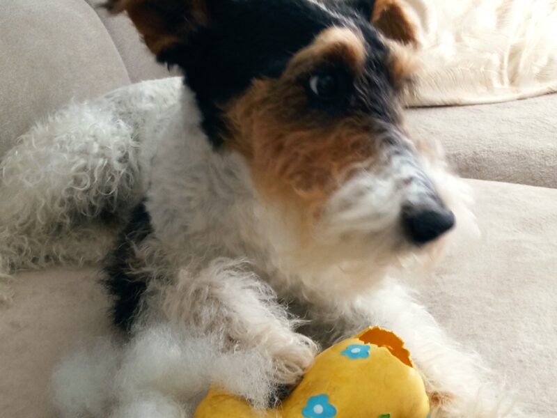 Zaginął ukochany członek rodziny