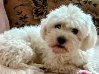 Zaginął piesek Benio