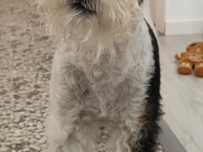 Zaginął ukochany członek rodziny