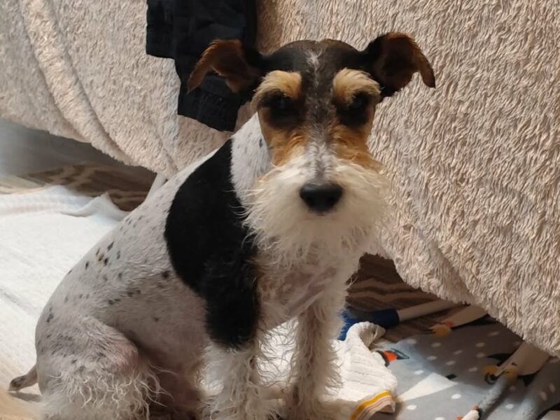 Zaginął ukochany członek rodziny