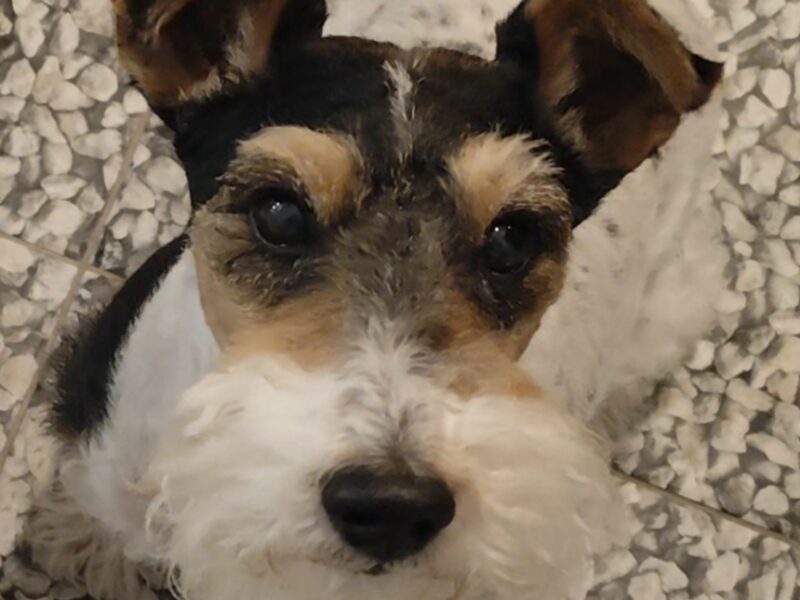 Zaginął ukochany członek rodziny