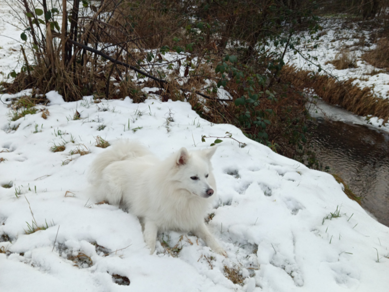 Szukamy naszego pieska!