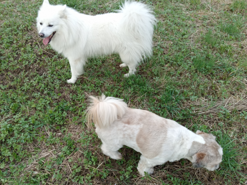 Szukamy naszego pieska!