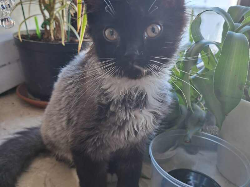 🆘 TO MŁODY KOTEK — MOŻE NIE PRZEŻYĆ NA ZEWNĄTRZ! 🆘