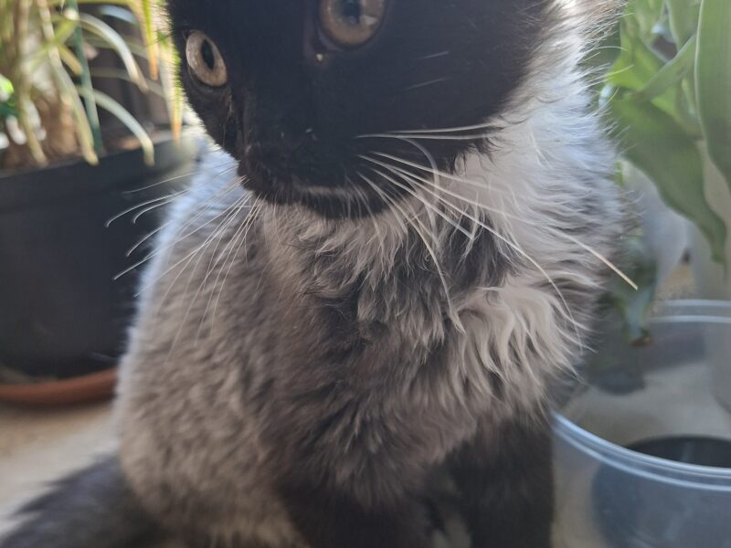 🆘 TO MŁODY KOTEK — MOŻE NIE PRZEŻYĆ NA ZEWNĄTRZ! 🆘