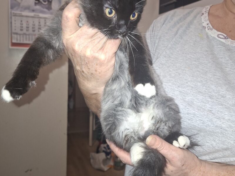 🆘 TO MŁODY KOTEK — MOŻE NIE PRZEŻYĆ NA ZEWNĄTRZ! 🆘