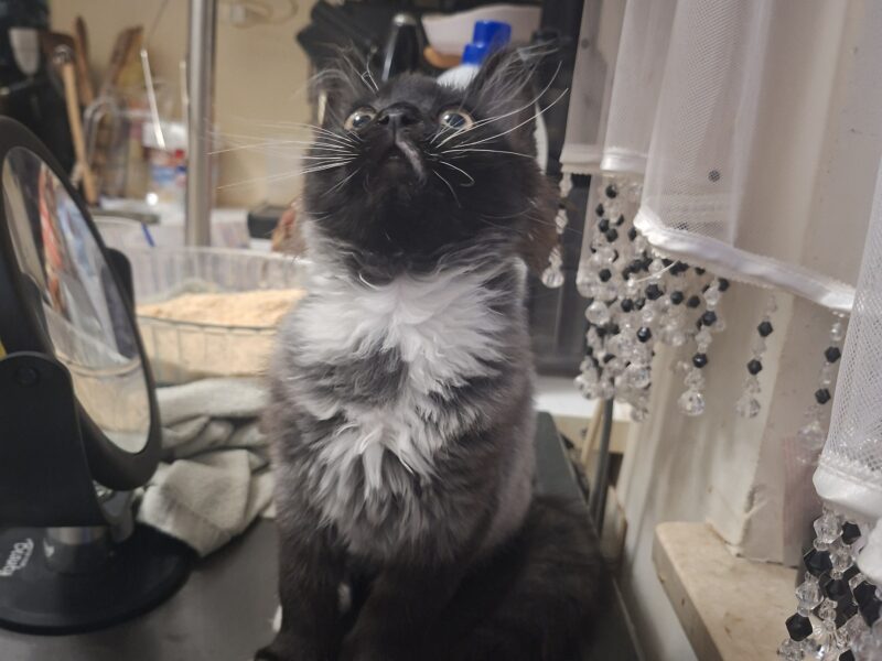 🆘 TO MŁODY KOTEK — MOŻE NIE PRZEŻYĆ NA ZEWNĄTRZ! 🆘