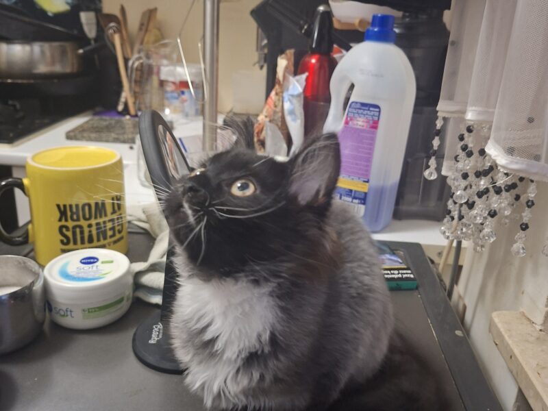 🆘 TO MŁODY KOTEK — MOŻE NIE PRZEŻYĆ NA ZEWNĄTRZ! 🆘