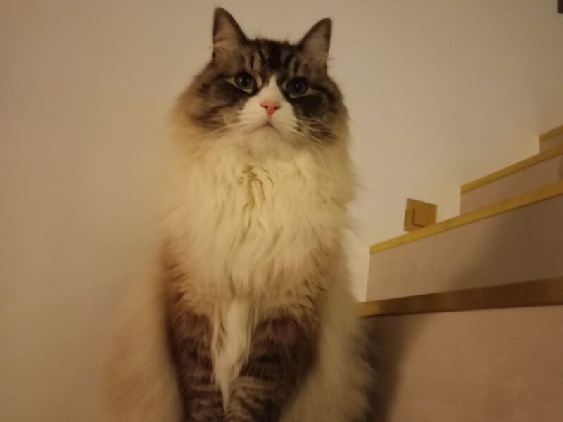 Zaginął kot syberyjski Camaro