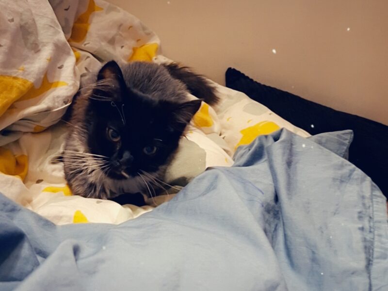 🆘 TO MŁODY KOTEK — MOŻE NIE PRZEŻYĆ NA ZEWNĄTRZ! 🆘