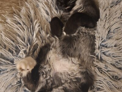 🆘 TO MŁODY KOTEK — MOŻE NIE PRZEŻYĆ NA ZEWNĄTRZ! 🆘