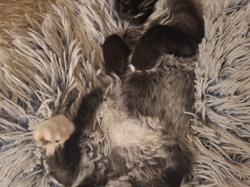 🆘 TO MŁODY KOTEK — MOŻE NIE PRZEŻYĆ NA ZEWNĄTRZ! 🆘