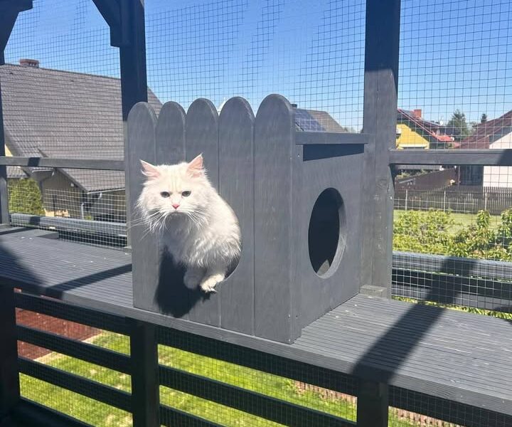 Zaginęła Nelcia jasna kotka Neva Masquerade