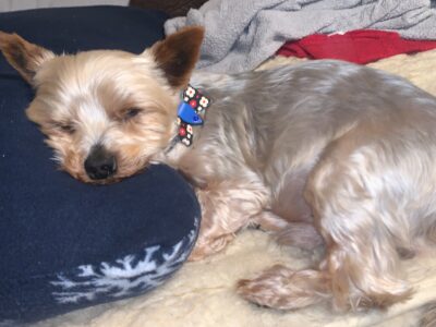 Zaginął pies Gmina Łącko