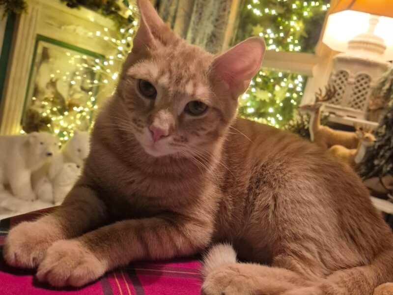 Zaginął rudy kot Kotlet