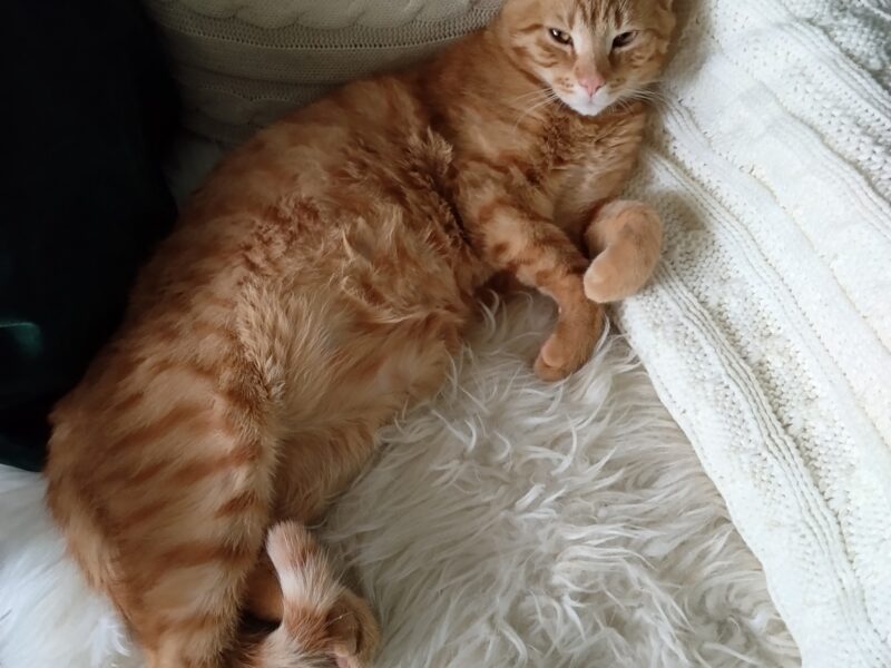 Zaginął rudy kot Kotlet