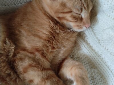 Zaginął rudy kot Kotlet