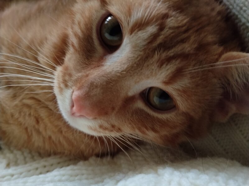 Zaginął rudy kot Kotlet