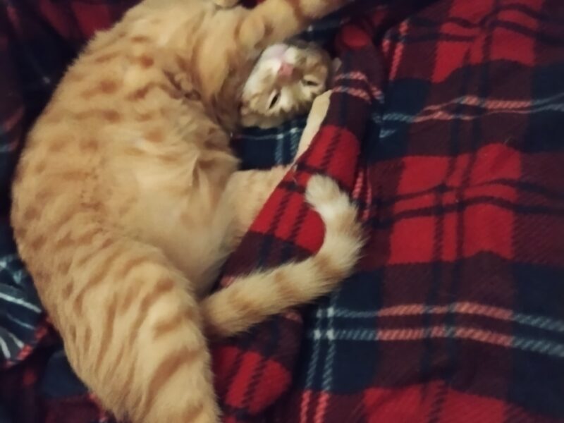 Zaginął rudy kot Kotlet