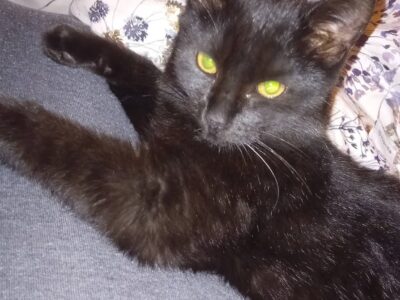 Zaginął czarny kotek- Aleksandrów Łódzki