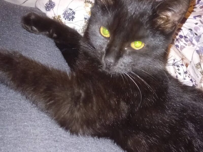 Zaginął czarny kotek- Aleksandrów Łódzki