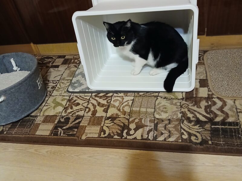 Zaginął Kot Klakier