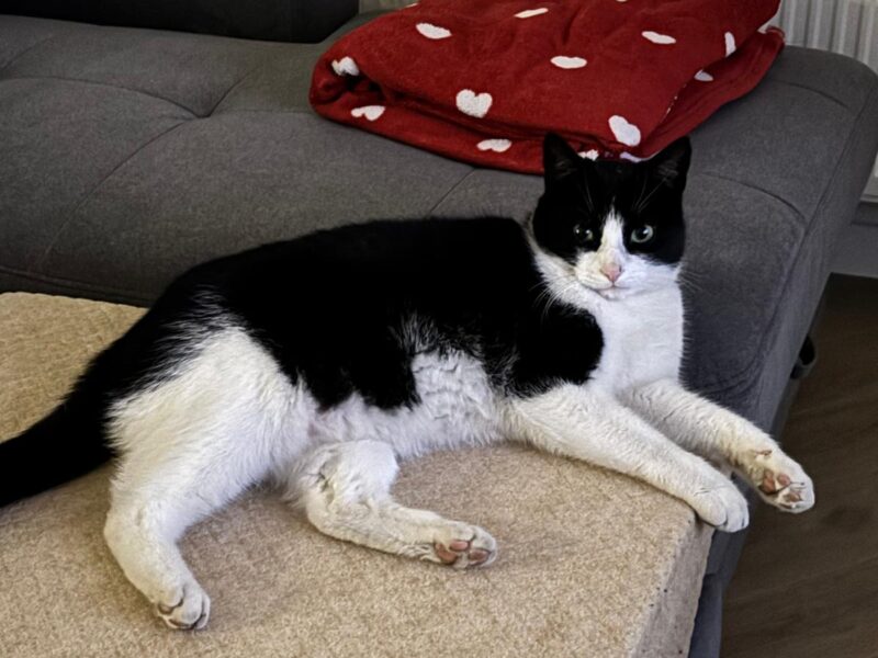 Zaginął Kot Vincent