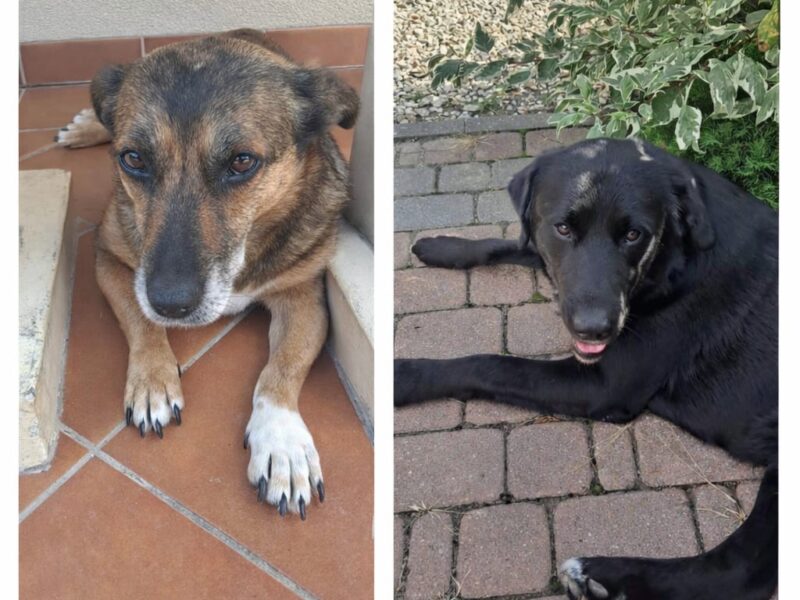 Zaginęła sunia Skarpetka oraz Duży czarny pies Rambo