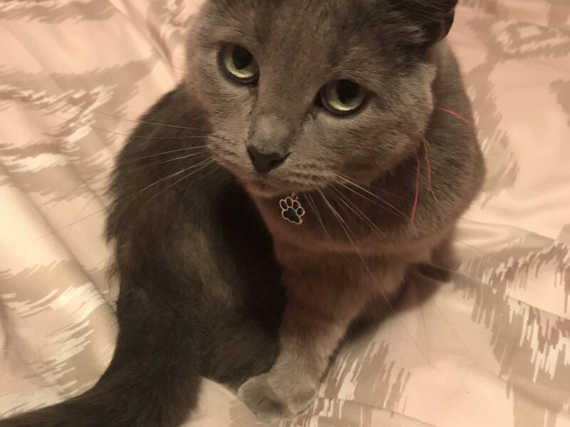 Zaginęła kotka Ami