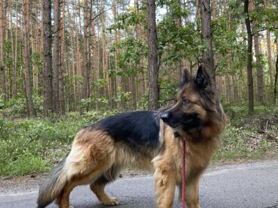 Zaginęła Sunia Owczarek Niemiecki