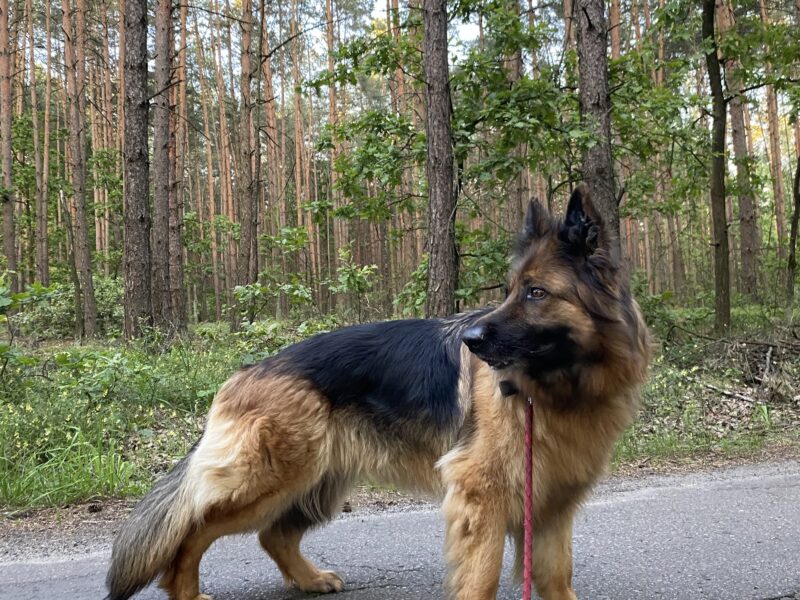 Zaginęła Sunia Owczarek Niemiecki