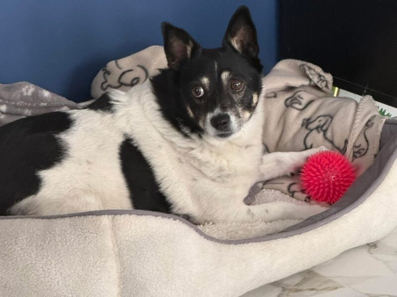 Zaginął piesek Wojtek