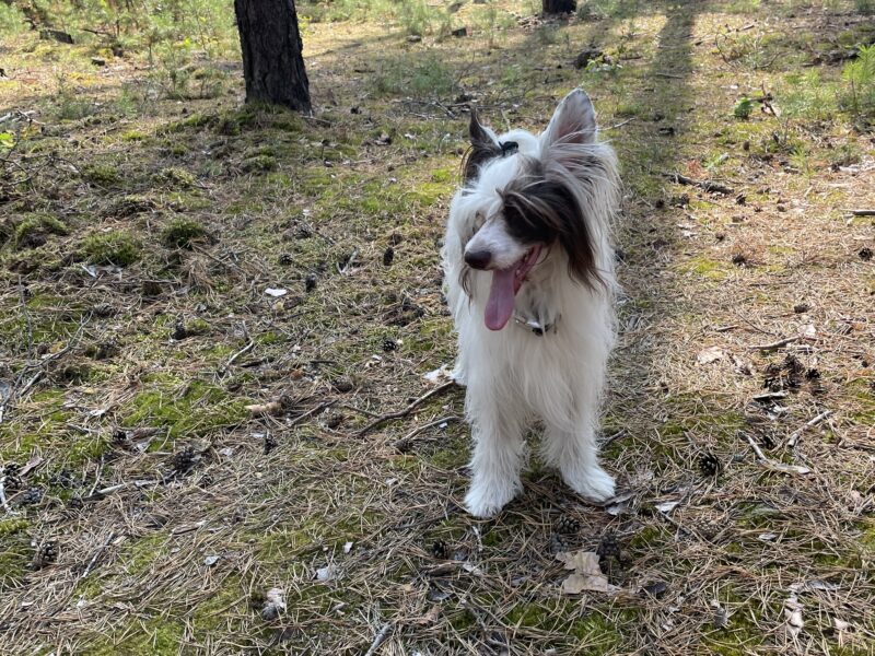 Zaginął pies Lucas w okolicy Czachówka