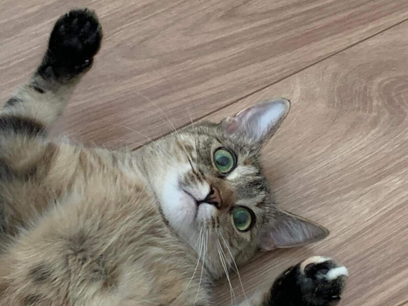 Zaginęła kotka Kika