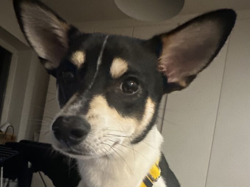 Zaginął Piesek Omlet !