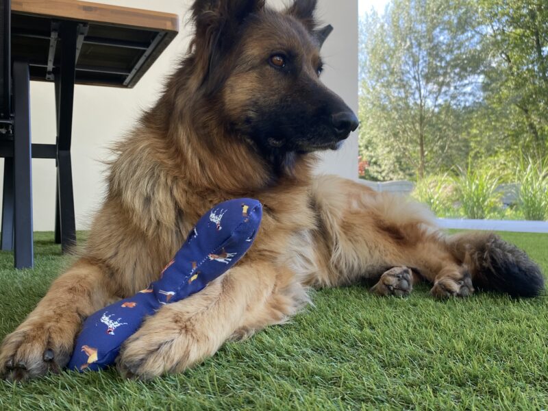 Zaginęła Sunia Owczarek Niemiecki